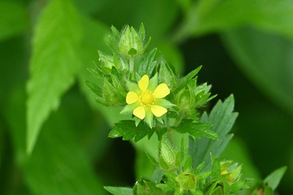 2025-07059467 River Bend Farm, MA.JPG - Rough CInquefoil. River Bend Farm, MA, 7-5-2025